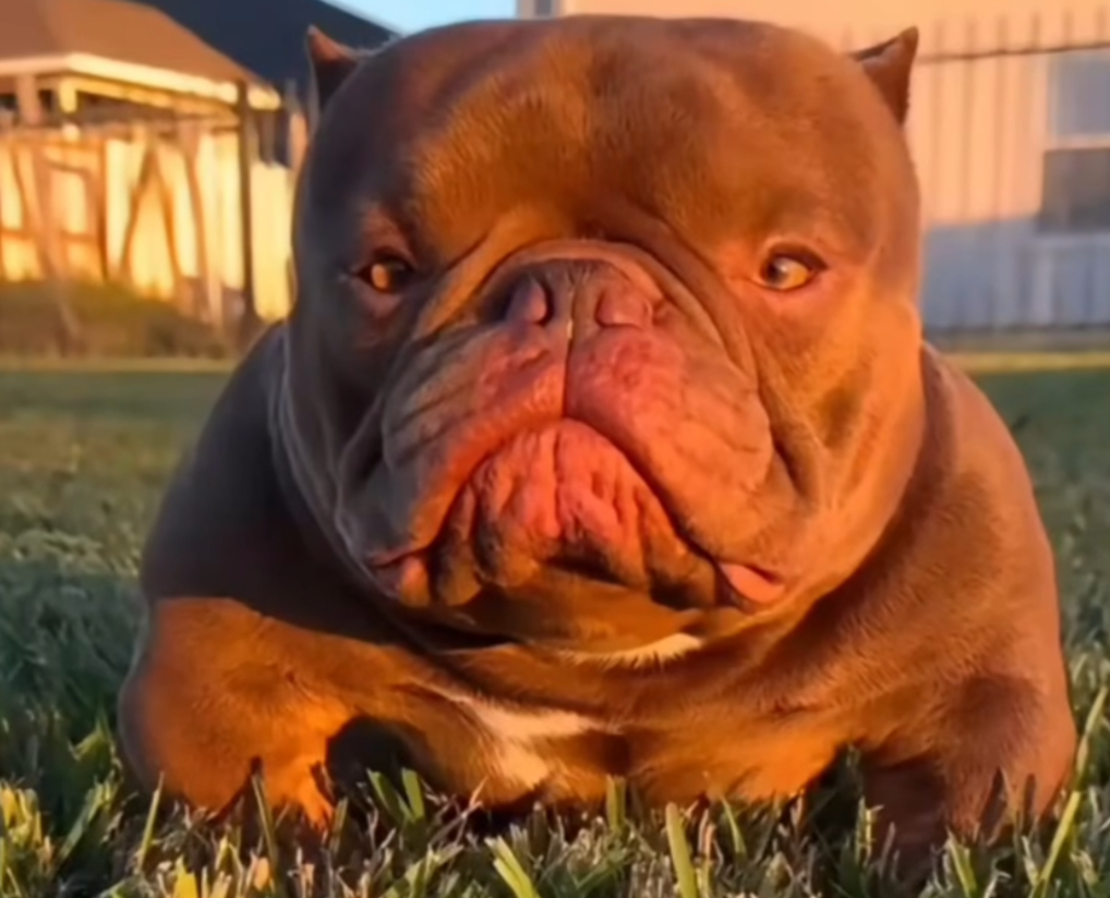 Most peak dog of all time